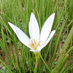 木月