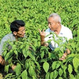 老郭聊辣椒种植 头像