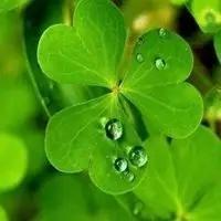 2023辛运草 头像