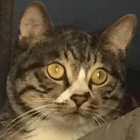 不喜欢吃鱼的猫6x0V 头像