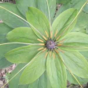 阿岳说本草 头像