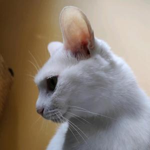 白猫喵喵的生活 头像