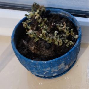 灰灰的藏山羊 头像