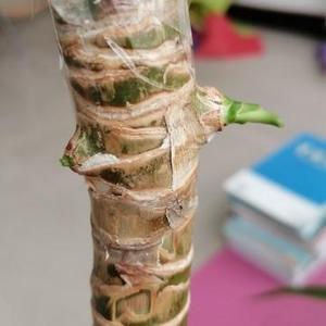 小草对着大树说 头像