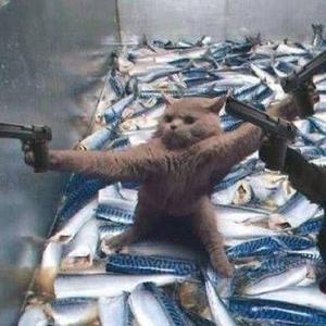 英明果断奶酪NV 头像