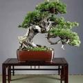 君君1838