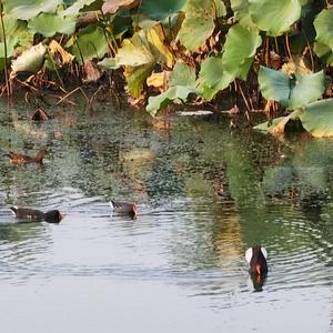 皮肤科医生焦继忠 头像