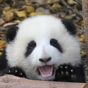 爱熊猫的小满 头像