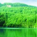 野草的沉思