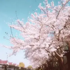 子默杂谈 头像