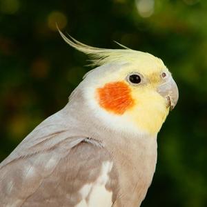自由茶话会 头像