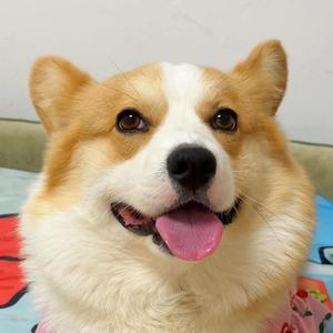 小柯基coffee 头像