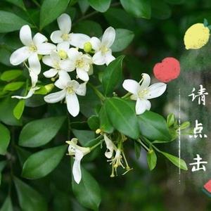 缘艺花圃1头像