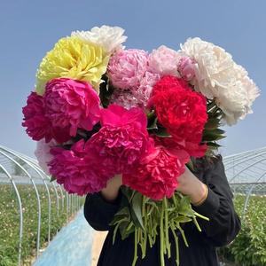 养花钓鱼斗蛐蛐 头像