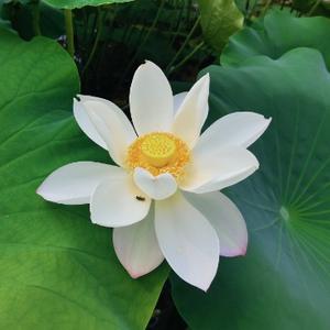 天蝎笨小孩 头像