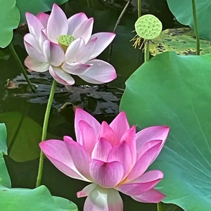 温暖的阳光LLL