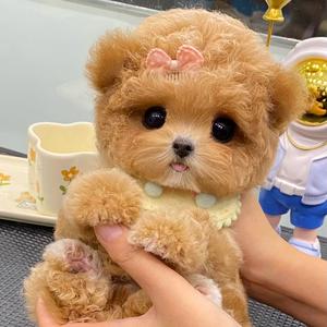 莹姐的萌宠 头像