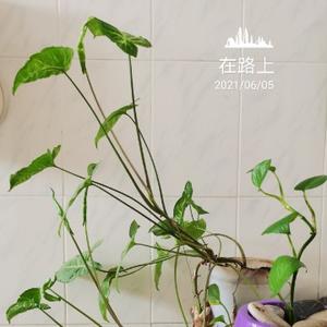40不惑女