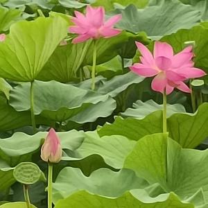 近水楼台1123