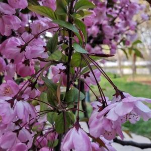 洒脱的自由春雨 头像