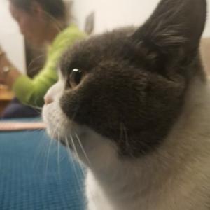 猫爷叨叨