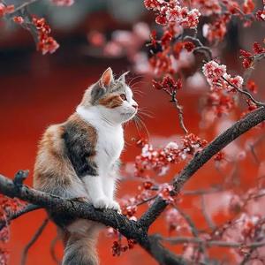 幽默鲸鱼U 头像