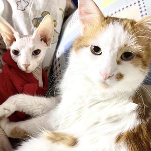 两只猫猫酱 头像