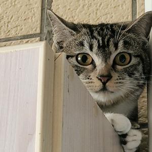 有智商障碍找障智 头像