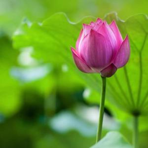 韩妈很努力 头像