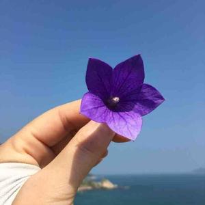 努力码字的小太阳 头像