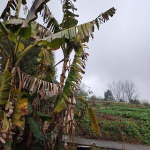 喜庆的晚风hGT 头像