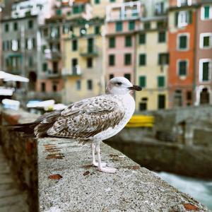 一个做京牌的小学生 头像