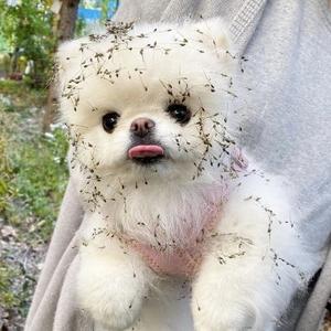 下辈子不做哈士奇 头像