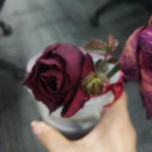 神秘明月p9 头像