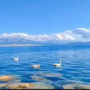 枫叶故事薄 头像