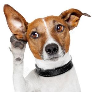 宠物宠有道 头像