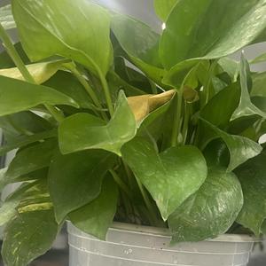 小陈很强客气 头像