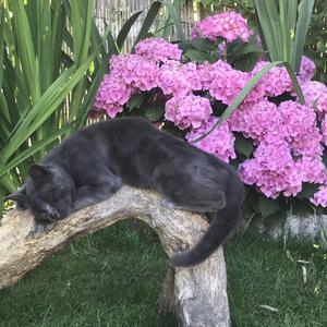 LIFEavecChATs在法国和猫一起 头像