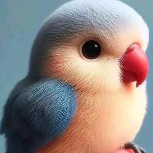 五彩哈密瓜蓝雪黄金丝黄和尚 头像