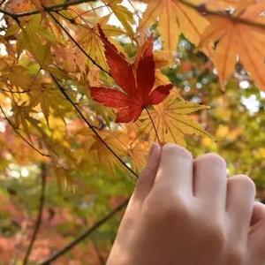 枫叶染红了梦