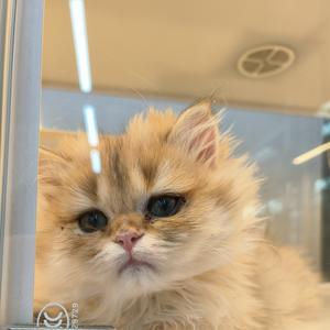 宠物生活分享 头像