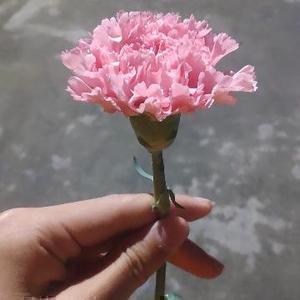 我是小亮就是这么亮 头像