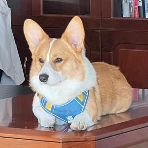 宝总驾到！ 头像