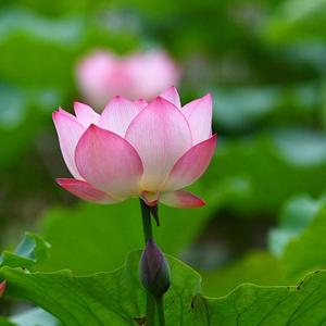 爱读得道经 头像