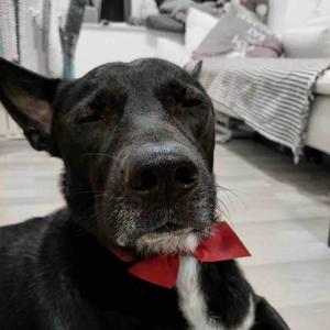 番茄99835166413 头像