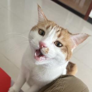 一条是只猫 头像