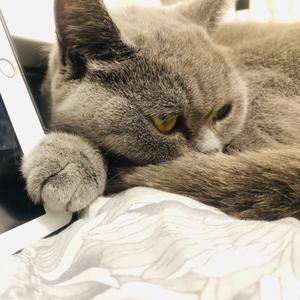 头条问答 英短蓝猫为什么是灰色的 灰色花猫的回答 0赞