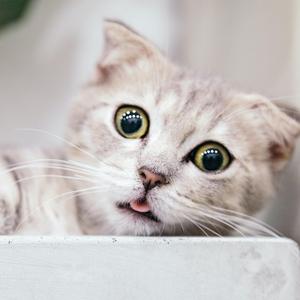 猫猫在线震惊 头像