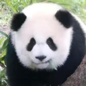 千岭之松 头像