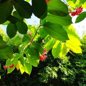 沉默原子弹 头像